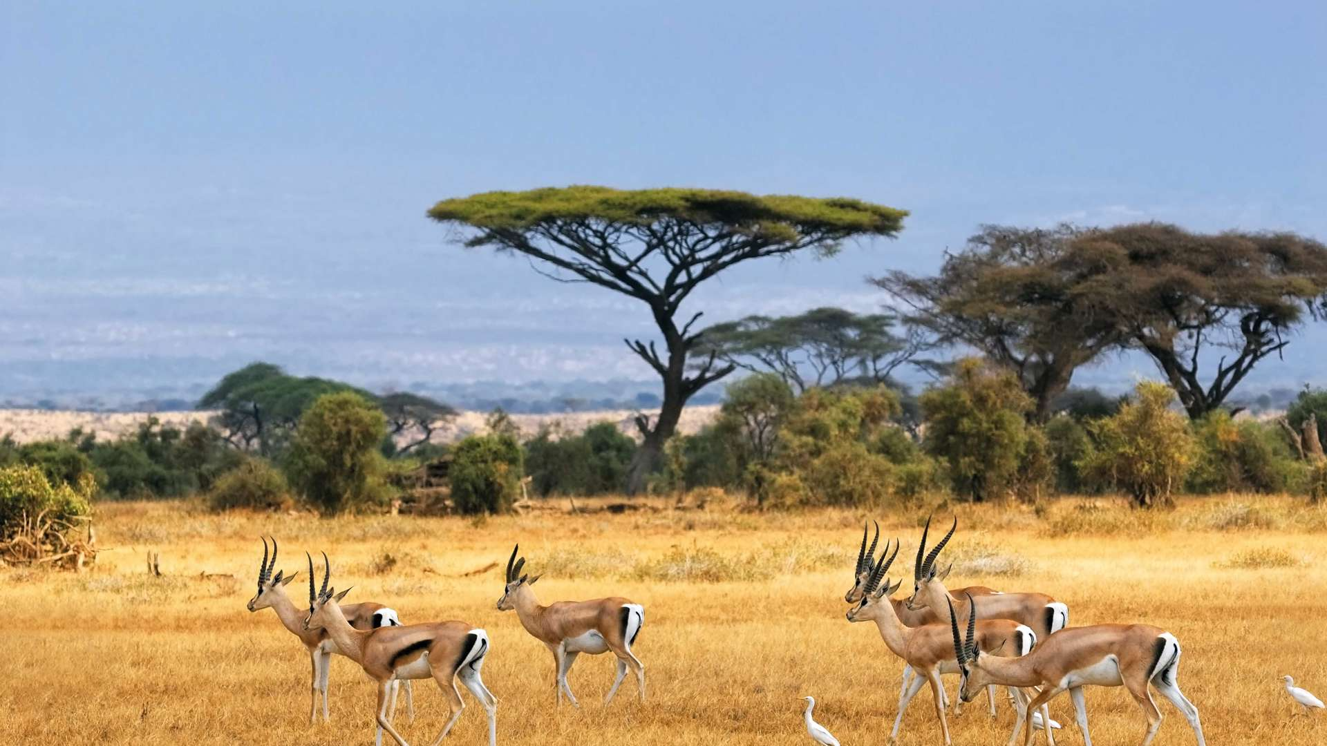 Kenya Safari